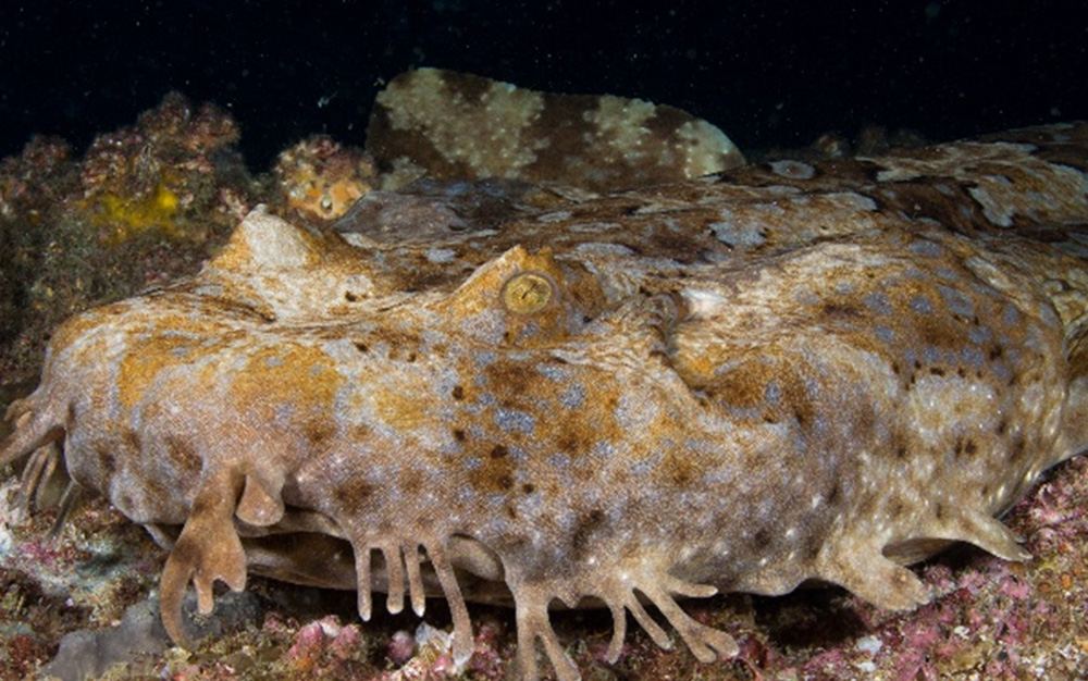 wobbegong shark plush